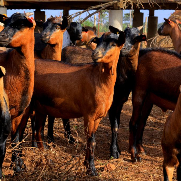 Economic Analysis of Cross Breeding Programs for Indigenous Goat Breeds in Uganda