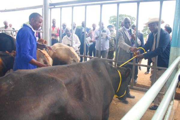 NAGRC lauded as it gives out 100 superior dairy bulls to Farmers and cooperatives