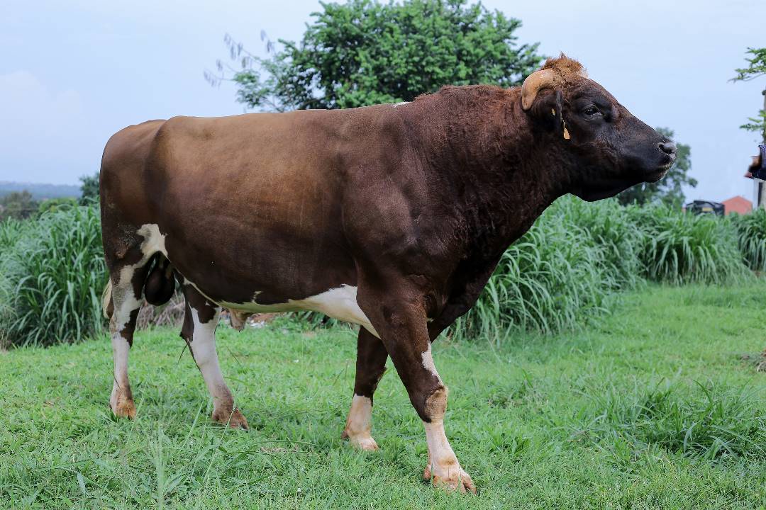 NAGRC&DB boosts livestock with superior bulls