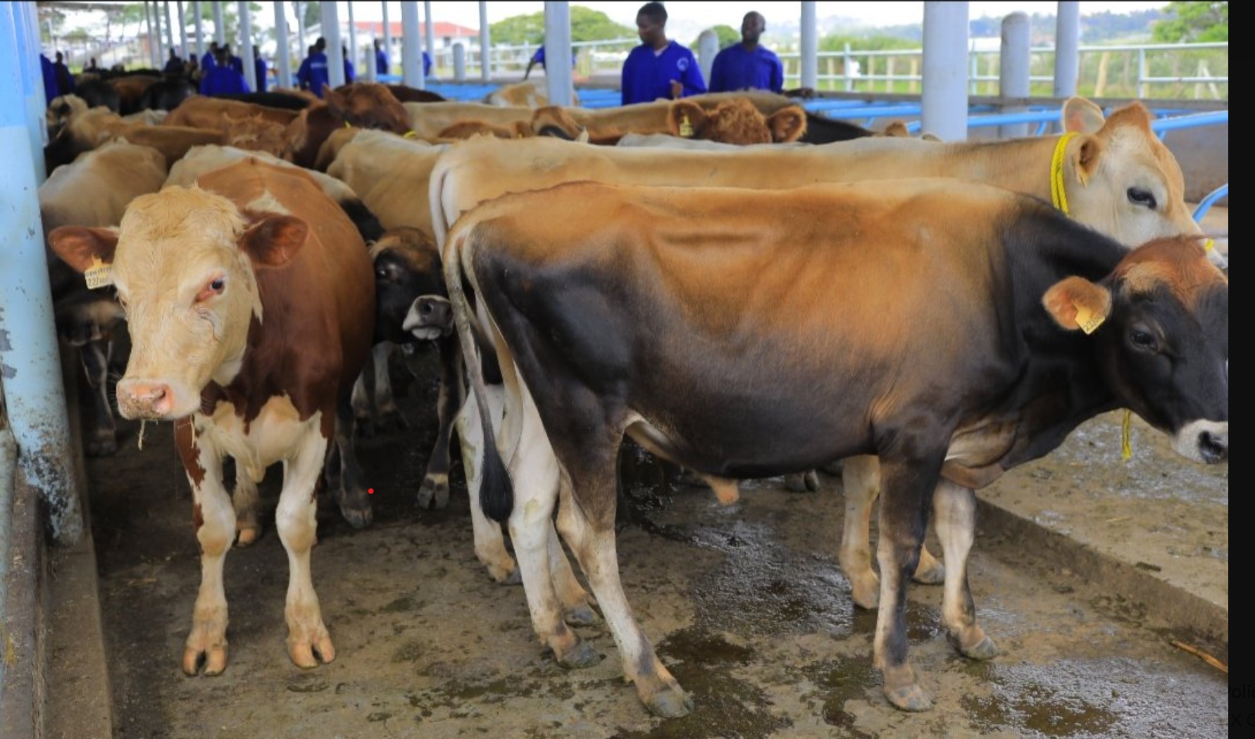 Farmers and Cooperatives Get Superior Bulls From NAGRC&DB