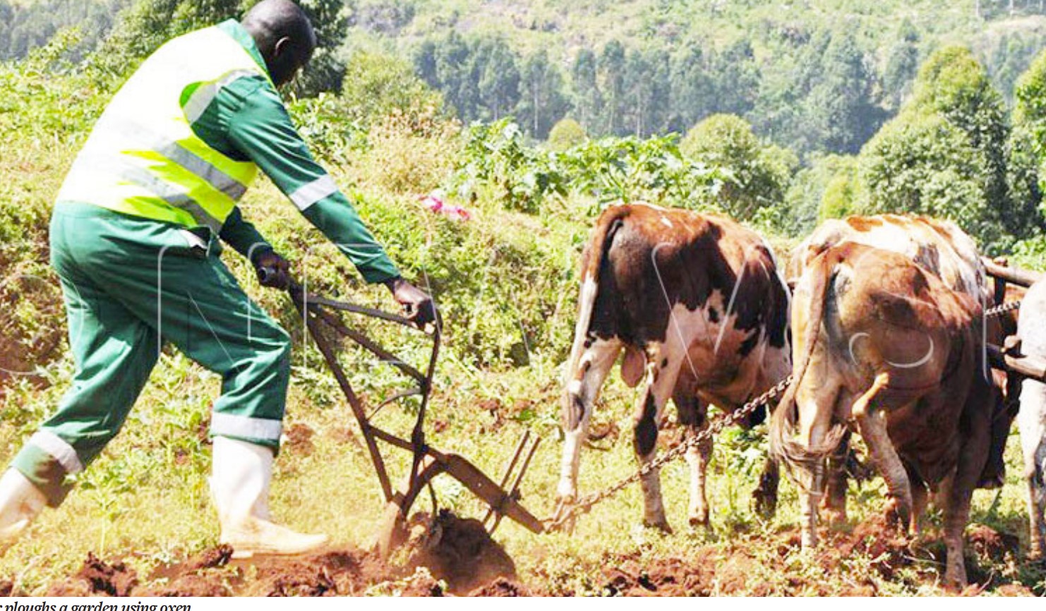 Farming entities in Lango look to NAGRC to turn around fortunes