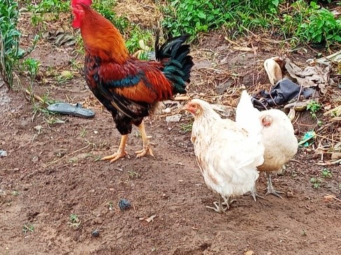 NAGRC&DB seeks to breed indigenous chicken
