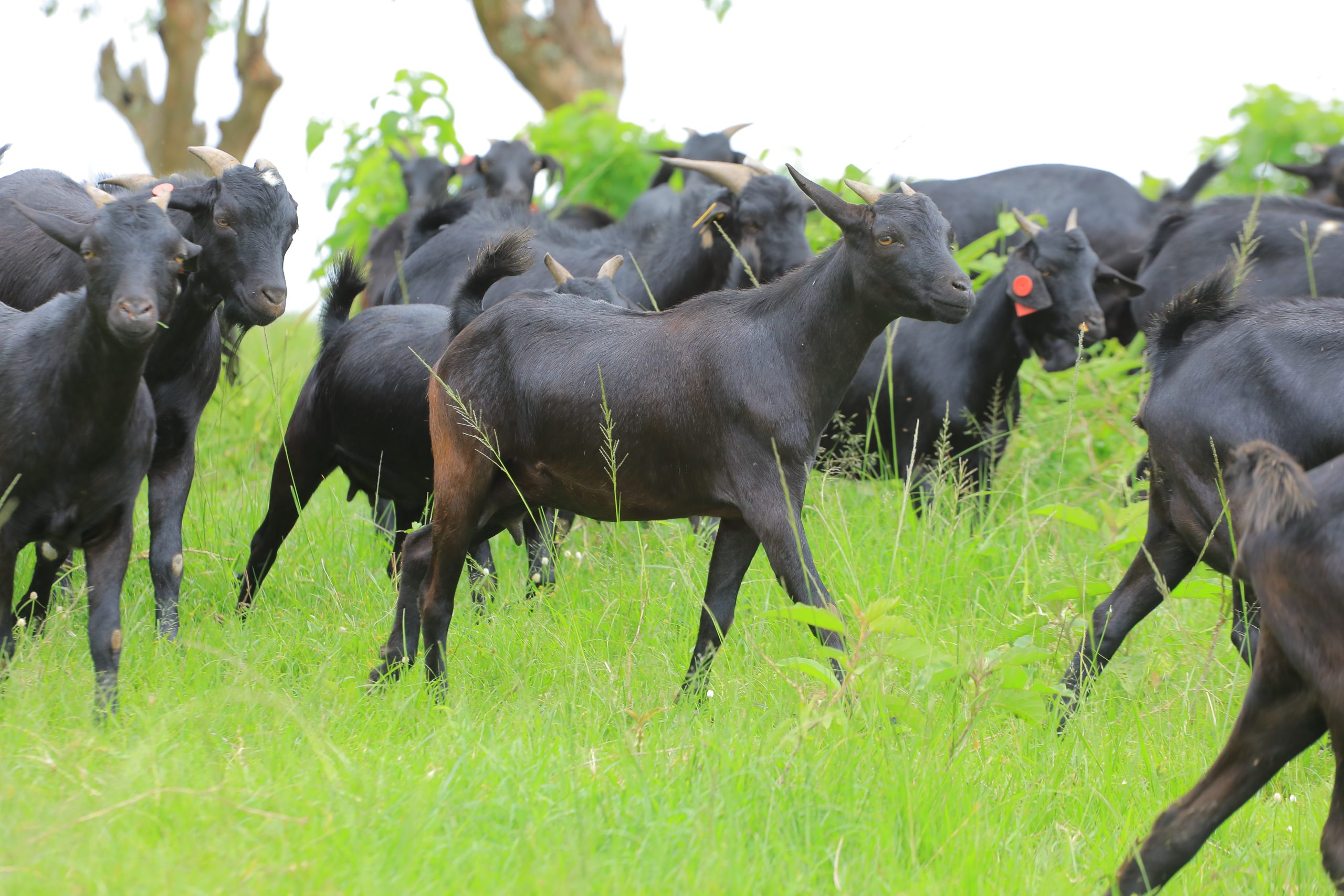 NAGRC&DB's strategic programmes stimulate livestock productivity growth.